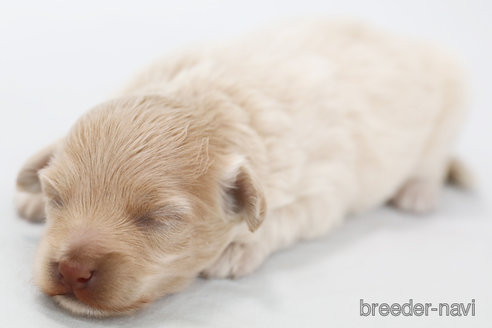 成約済の神奈川県のミックス犬-312292